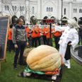 Ole Bent Frederik Christensens kæmpegræskar blev vejret af Pjerrot. De 352,5 kg indbragte en andenplads ved DM. Privatfoto