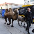For nylig var Abu på besøg i Aarhus sammen med æslet Pepe i forbindelse med forestillinger i Musikhuset. Foto: Anders Hede