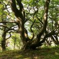 Har kommunen svigtet både sin egen medarbejder og borgerne i håndteringen af en medarbejders habilitet i forhold Molslaboratoriet i Mols Bjerge? Foto: Nationalpark Mols Bjerge