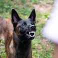 Den ene hund er blevet aflivet. Arkivfoto.