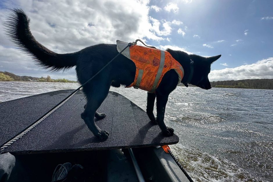 For nylig var et hold hunde på øvelse i Aarhus for at træne sig til at finde døde personer i vand. Det fik en læser til at stille et oplagt spørgsmål, som vi har fundet svar på. 