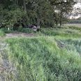 Grøftekant, mark og buskads blev krydset, før bilen stoppede i et buskads. Privatfoto