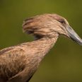 Hammerhovedhejre. Arkivfoto: Adobe Stock