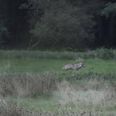 Ulv fotograferet på Norddjursland 1. september 2018. De danske ulveforskere har hidtil været ret sikre på, at det er hanulven GW900m, der blev født i 2017 i Ulfborg. Foto: Peter Albrecht og Jakob Normand.