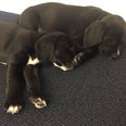 De to hundehvalpe faldt i søvn inde på politistationen i Aarhus.