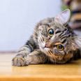 Foto: Adobe Stock