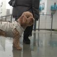 Flere hunde på Aarhus Ø har fået stød på en bestemt bro. Foto: Sarah Bryld Jensen, TV2 ØJ