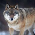 Torsdag 7. februar kan man blive klogere på ulven og dens tilbagekomst til Danmark ved et foredrag på Molslaboratoriet. Pressefoto