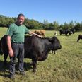 Claus Mathiassen, Andkærgaards Galloway, nyder at have landbrug ved siden af sit fuldtidsarbejde som lastbilchauffør. Foto: Anette Bonde.