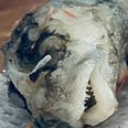 Fisken i posen med pil-selv-rejser. Privatfoto.