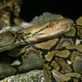 Foto: Adobe Stock