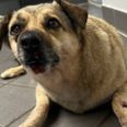 Politiet savner ejerne til denne hund. Foto: Sydsjællands og Lolland-Falsters Politi.