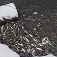 Der er en fuldstændig naturlig forklaring på de hundredvis af små skaller, brasen og aborrer, der har samlet sig i stimer i Egholm Bæk. Foto: Anne Staal