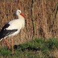 Storken søger føde i engene omkring Gammel Estrup. Foto: Birger Riis Rasmussen