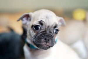 Hundene blev fjernet af politiet, da deres ejer for anden gang er frakendt retten til at holde dyr.