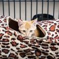 Kattekillinger på internat i Aarhus er dumpet, fundet på landsteder eller er i mange tilfælde overdraget i socialsager, hvor ejeren ikke har kunnet tage vare på sine katte. Arkivfoto: Ida Marie Odgaard/Ritzau Scanpix