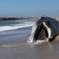 Søndag morgen blev de morgenfriske på stranden ved Thyborøn noget overraskede, da synet af den 7-8 meter lange hvad, mødte dem. Foto: Presse-fotos.dk.