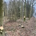 Der er både blevet fældet og beskåret træer langs Skanderborgvej i skoven mellem Foldby og Haldum. Foto: jr