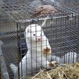 En minkavler så en mulighed for at tjene nogle penge og solgte 6000 minkskind for stort kontantbeløb. Det var grov hvidvask, erkendte han onsdag i retten, hvor han blev dømt. (Arkivfoto). - Foto: Henning Bagger/Ritzau Scanpix