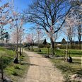 Kolind Bypark er ved at tage form. Her på en forårsdag i 2026. Lørdag 5. september tændes der for alvor op under parken, når Kolind Bypark Løb afvikles med start og mål ved byparken. Foto: Kolind Distriktsråd