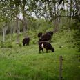 Det er køer som disse, der skal græsse i Naturnationalpark Fussingø. Arkivfoto: Morten Langkilde, Politiken