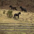 Forskere fra Aarhus Universitet har gennem fem år fulgt flokke af heste og kvæg i et omstridt rewilding-projekt i Mols Bjerge. (Arkivfoto). - Foto: Bo Amstrup/Ritzau Scanpix
