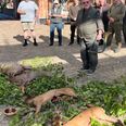 Der var fire bukke på parade på Gammel Estrup. Det blev Leif Jepsen, der løb med sejren i kåringen af buk. Gammel Estrup Danmarks Herregårdsmuseum.
