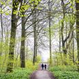 Foråret er kommet til Aarhus. Her i Riis Skov. Arkivfoto: Joachim Ladefoged