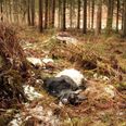 Tre døde dværggeder blev mandag eftermiddag fundet i en skov tæt på Langå og Granslev