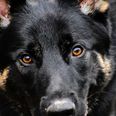 Billedet er ikke af Basko men en lignende schæferhund.