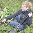 "Hak plantens rod over 15-20 cm nede. Det er lige nu, du skal gøre det," lyder det fra biolog Dorthe Aaboer.
