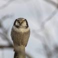 Høgeuglen har typisk meget gule øjne samt et specielt mønster på fjerene, som man kan se på billedet. Foto: Niels Kamp