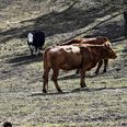 Vi ønsker alle bedre biodiversitet, men ikke på bekostning af en god og forsvarlig måde at holde dyr på., lyder det fra dyrlæge, der opfordrer til, at Syddjurs Kommunes græsningspraksis sætter under lup, fordi Dyrevelfærdsloven overtrædes. Arkivfoto