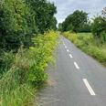 Gul pastinak langs Banestien mellem Ryomgård og Pindstrup: Den invasive og giftige plante udgør en betydelig risiko for både mennesker og dyr. Nu har kommunens folk været på åstedet og klippet planten ned i begge sider. Foto: Janus Boe Landry