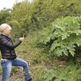 Hjælp kommunen med at få bugt med uønskede planter via app’en ”rapportfrastedet”. Foto: Fredericia Kommune
