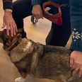 Elsa Bannebjerg (th.) og hendes besøgshund Soffi spreder glæde blandt beboerne på plejehjemmet Lillerupparken. Soffi nyder at blive klappet af Thea Poulsen, som har et nært forhold til den trofaste besøgshund.. Foto: Lars Norman Thomsen