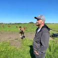 Jerseykøerne på Karensminde går ud på marken og nyder det skønne majvejr. Mikkel Juhl Nielsen nyder synet sådan en varm majdag. Foto: Lars Norman Thomsen