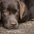 Par havde 25 afmagrede labradorhunde. Modelfoto.