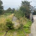 Det er let at se, at der ikke har kørt tog på strækningen mellem Grenaa og havnen siden 2006. Selvgroede træer mellem skinnerne og halv- og helrådne jernbanesveller dokumenterer det. Foto: Søren Andersen