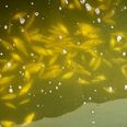 I den modsatte side af røret, ved Skanderupbækkens udløb i Skanderborg Sø, ligger mange fisk med bugen i vejret. Ifølge biolog er der dog en helt naturlig forklaring på det. Foto: Grethe Bo Madsen
