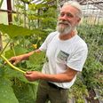 Vigge Sommer fortæller ivrigt om særlige typer mynte, smagfulde chilifrugter med og uden styrke, den meterlange squash Tromba d'Albenga og smukke, spiselige blomster, mens han viser rundt i drivhusene. Foto: CSJ