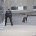 Betjente og hunde er på stedet. Foto: Øxenholt Foto.