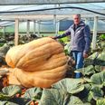 Ole Christensen med græskarret, der knuste hans DM-drøm sidste år. Det vejede over 100 kilo mere end vinderen, men blev diskvalificeret på grund af en revne. Privatfoto