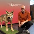 Seniorforsker Kent Olsen tilbringer weekender og nætter i naturen for at observere ulve, som han kender ned i mindste detalje. Han er videnskabelig chef på Naturhistorisk Museum og har arbejdet med ulve i 13 år. Foto: Tahmasbi