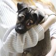 Lille Malou er én af mange hunde, som en gavmilde sjæl har foræret en stor milliondonationen til. Foto: Martin Jørgensen