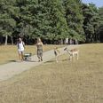 Både dyr og turister nød sommeren i Skandinavisk Dyrepark, selv om varmen har afholdt en del gæster fra at besøge dyreparken i år.