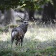 Sikahjort er havnet på EU's liste over invasive arter, fordi arten ikke er naturligt hjemmehørende i Europa og risikerer at skabe en hybridbestand, hvis den parrer sig med krondyr. (Arkivfoto). - Foto: Thomas Traasdahl/Ritzau Scanpix
