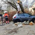 Ikke alle slap nådigt fra stormen Otto. Her har en bil fået et træ over sig i Lyngby. Foto: Presse-fotos.dk
