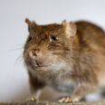 Den 1. september fik købmandsgruppen overdraget nøglerne til Knebel Bygade 27. Rotteproblemer i bygningen har imidlertid sat købmandsprojektet i Knebel på pause. (Thomas Borberg/POLFOTO/Arkiv)