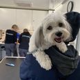 Det mobile dyrehospital kommer til at holde foran Bilka Tilsts hovedindgang, hvor en håndfuld mennesker fra Frynseklinikken står klar til at tale med forbipasserende k0 hunde- og katteejere, der kommer forbi denne lørdag formiddag.